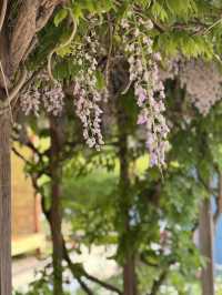 🌸 “봄날, 꽃과 함께 걷는 길 – 호수공원 꽃박람회 야외 데이트”