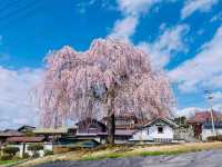 Sakura and Shrine