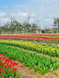 Pyeongtaek in Bloom: A Tranquil Cherry Blossom Retreat