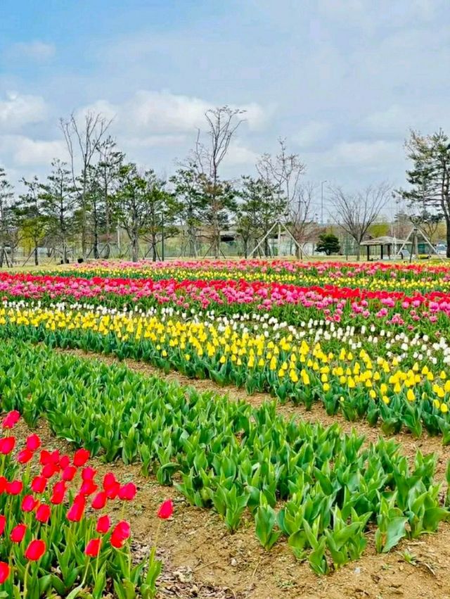 Pyeongtaek in Bloom: A Tranquil Cherry Blossom Retreat