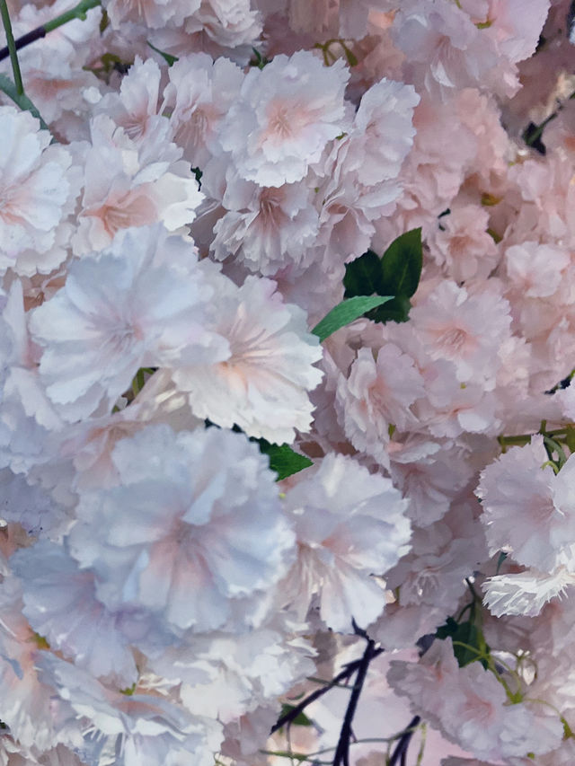 Blush of Spring: Cherry Blossoms Bloom 