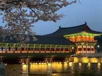 Moonlight & Cherry Blossoms – A Magical Night at Woljeonggyo Bridge