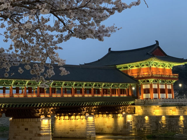 Moonlight & Cherry Blossoms – A Magical Night at Woljeonggyo Bridge