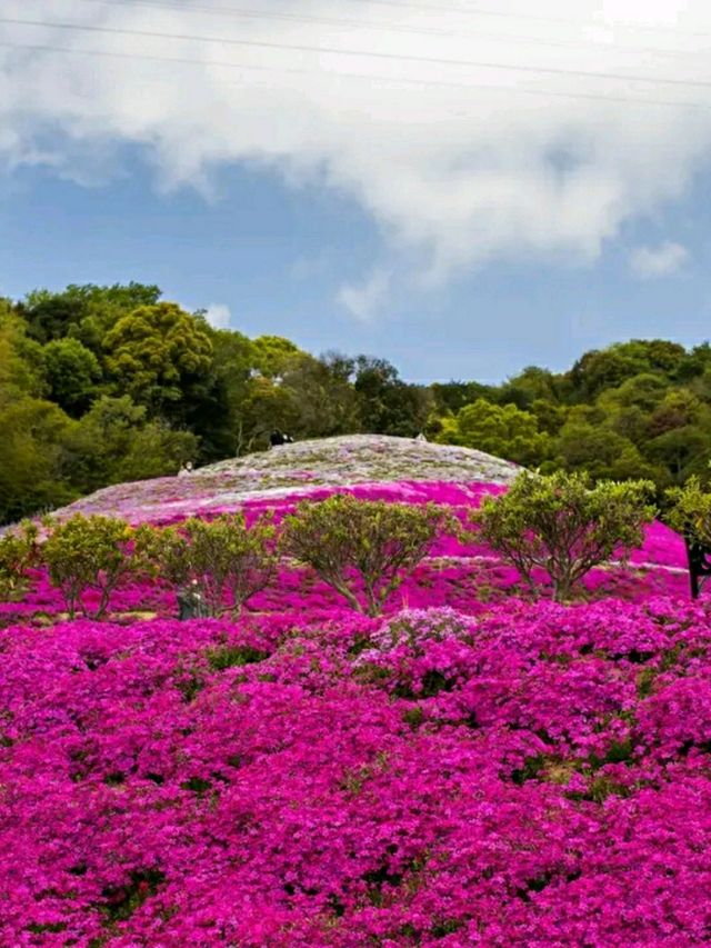 Tokushima – Dance, Mountains, and Cultural Harmony in Shikoku