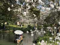 Cherry blossoms in Hangzhou (2025.03.26) 