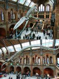 英國自然史博物館🏛人氣恐龍化石，大開眼界（Natural History Museum）