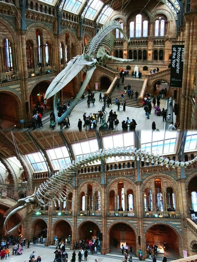 英國自然史博物館🏛人氣恐龍化石，大開眼界（Natural History Museum）