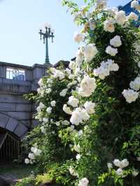 Nakanoshima Park – Where Nature Meets Culture in Osaka