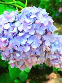 💜繡球花💙大阪長居公園