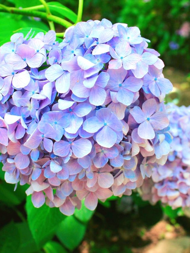 💜繡球花💙大阪長居公園