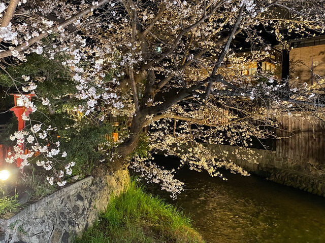 🌸 벚꽃이 밤을 물들인 오사카의 봄 여행