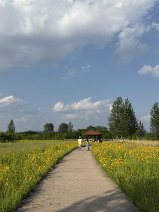 Coreopsis Flower Field in Gumi, Gyeongsangbuk-do