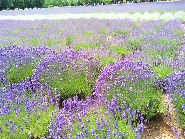 一面のラベンダー畑　夏の北海道の「ファーム富田」
