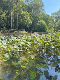 香港｜自然教育，野餐🧺，狗狗遊樂好去處.