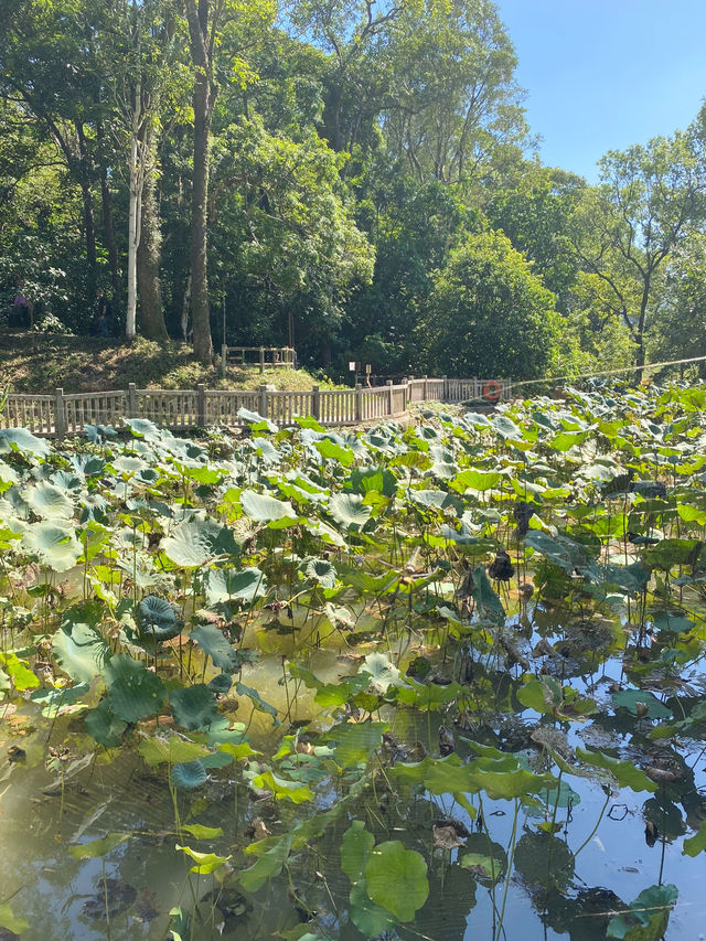 香港｜自然教育，野餐🧺，狗狗遊樂好去處.