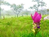 まるで別世界！ピンクの花が咲き誇るパーヒンガームで、自然の魔法に癒されよう🌸🇹🇭