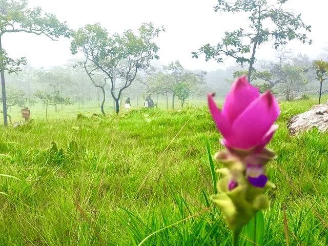 まるで別世界！ピンクの花が咲き誇るパーヒンガームで、自然の魔法に癒されよう🌸🇹🇭