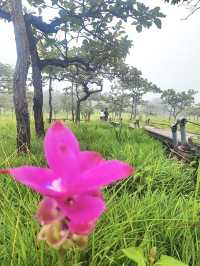 自然に抱かれて、心がふっと軽くなる。🌿🌸