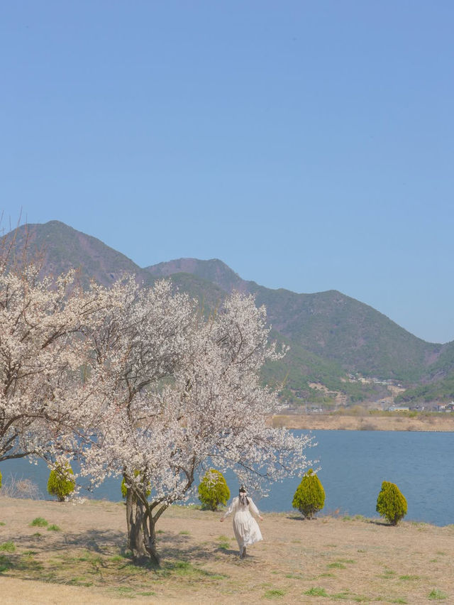 이번 주, 낙동강변에서 매화 피크닉 어때요?🌸❤️