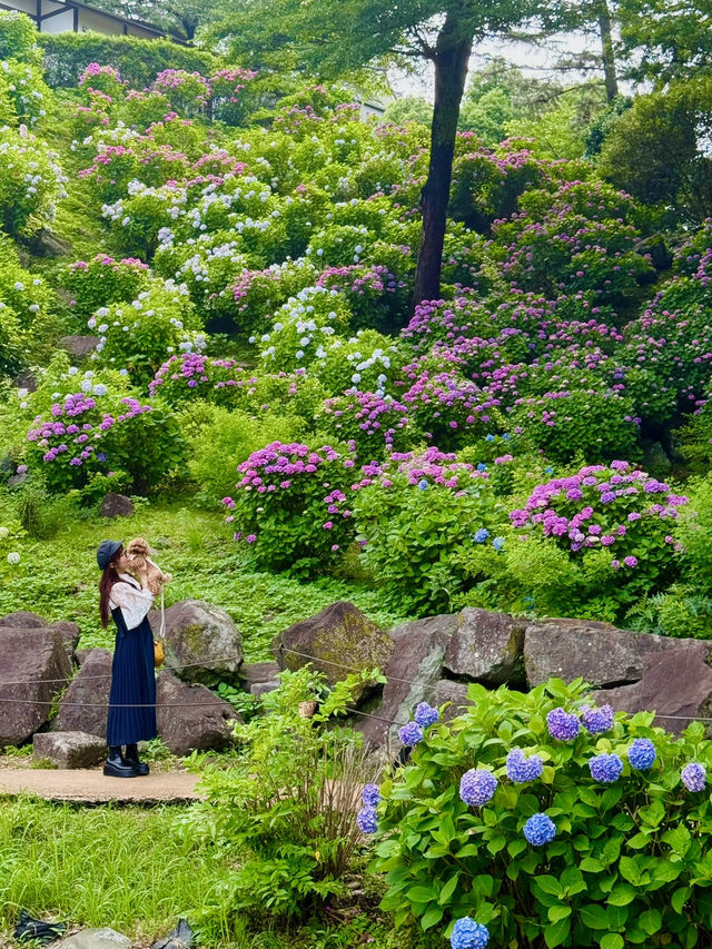 【神奈川】ワンちゃんと行ける紫陽花スポット！
