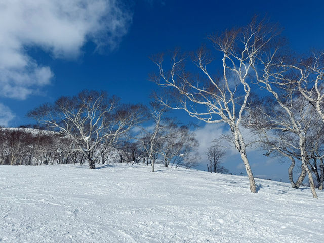 盡亨羊蹄山美景的滑雪場⛷️