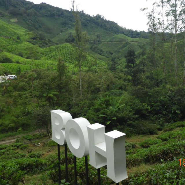 Cameron Highlands BOH Tea plantation and sheep sanctuary