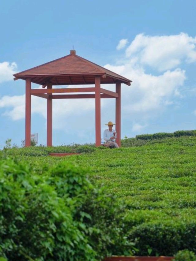 自駕遊🚗🚙直達萬畝茶園！太靚了！