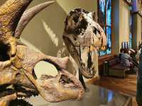 【ウィーン・自然史博物館】🦕時を超えて地球の歴史にふれる、子どもから大人まで夢中になる空間。