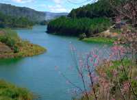 🌲 Dalat Wonder Resort 🌲