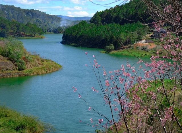 🌲 Dalat Wonder Resort 🌲