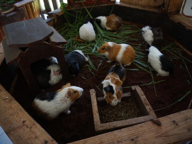 Alpaca Hill อ. สวนผึ้ง จ. ราชบุรี