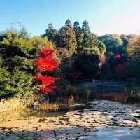 朱色の鳥居に包まれた心の旅