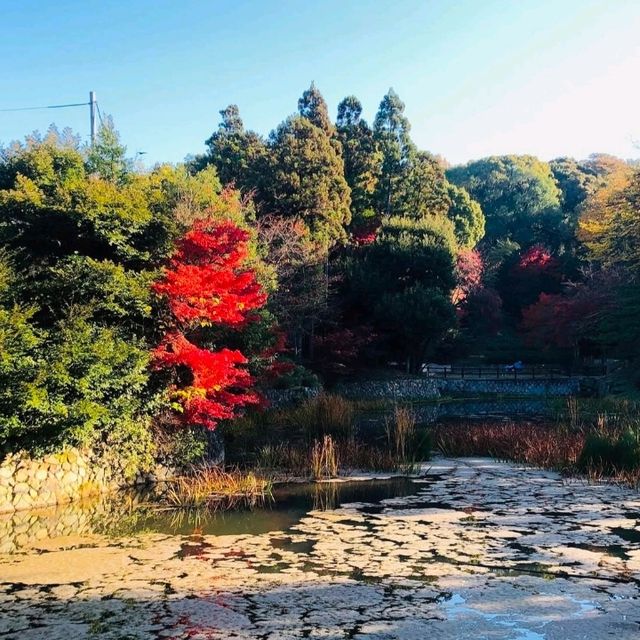 朱色の鳥居に包まれた心の旅