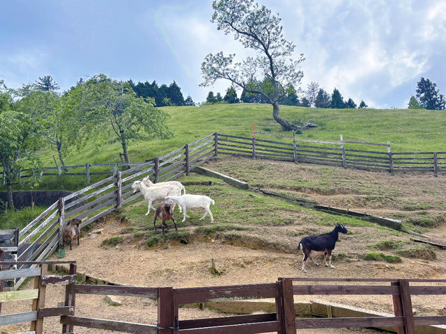 Rokkō Mountain Pasture: This Place is Seriously Like an Anime! 🐐🌸
