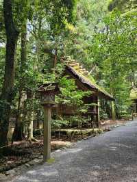 伊勢神宮洗滌心靈之旅，與自然與信仰同行⛩️🌿