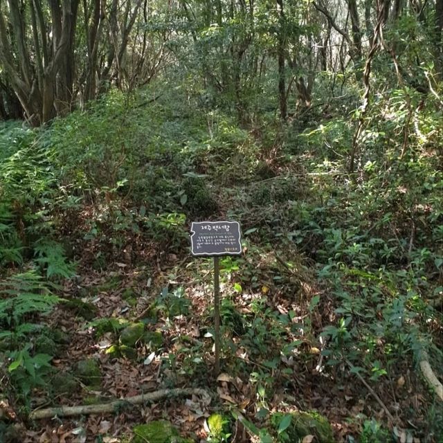 Nature Escape Vibes at Jeju Gotjawal Provincial Park