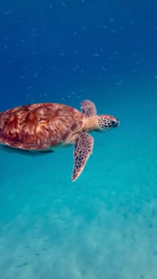 🌴🐠 Snorkeling in Redang Island – An Underwater Dream Come True! 🌊☀️