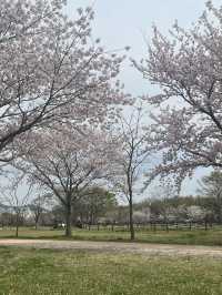 벚꽃 피크닉 🌸 부산 을숙도생태공원에서 여유로운 봄날 보내기