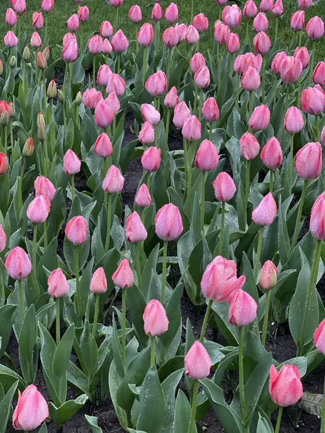 สวนที่ดีที่สุดสำหรับชมดอกทิวลิปในหางโจว