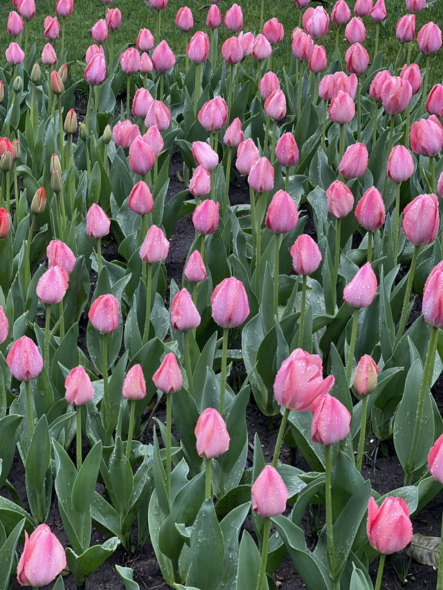 Best Park for Tulips in Hangzhou