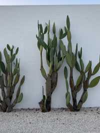 🇮🇹 Italian farm stay • Masseria Moroseta 🌵🌵🌵