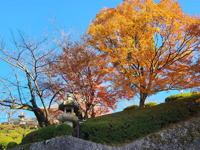 四季巡禮清水寺：京都名剎之美與儀式之心