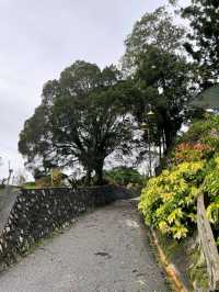 Above the City, Beneath the Trees: Explore The Habitat Penang Hill!