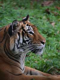 KL Wild Side: Leap Into Zoo Negara’s Jungle Adventure 