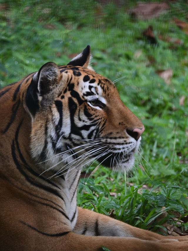 KL Wild Side: Leap Into Zoo Negara’s Jungle Adventure 