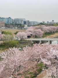 🇰🇷 Seoul Suburbs | Dreamy Cherry Blossom Café 🌸💕