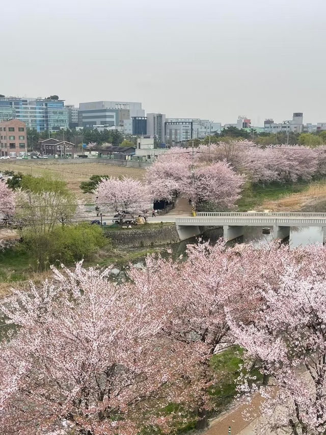 🇰🇷 Seoul Suburbs | Dreamy Cherry Blossom Café 🌸💕