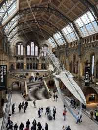 아이와 함께 가기 좋은 박물관 1위 – Natural History Museum