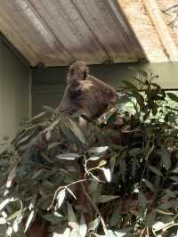 A day with animals