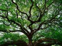 Shade Goals at the Giant Monkey Pod Tree
